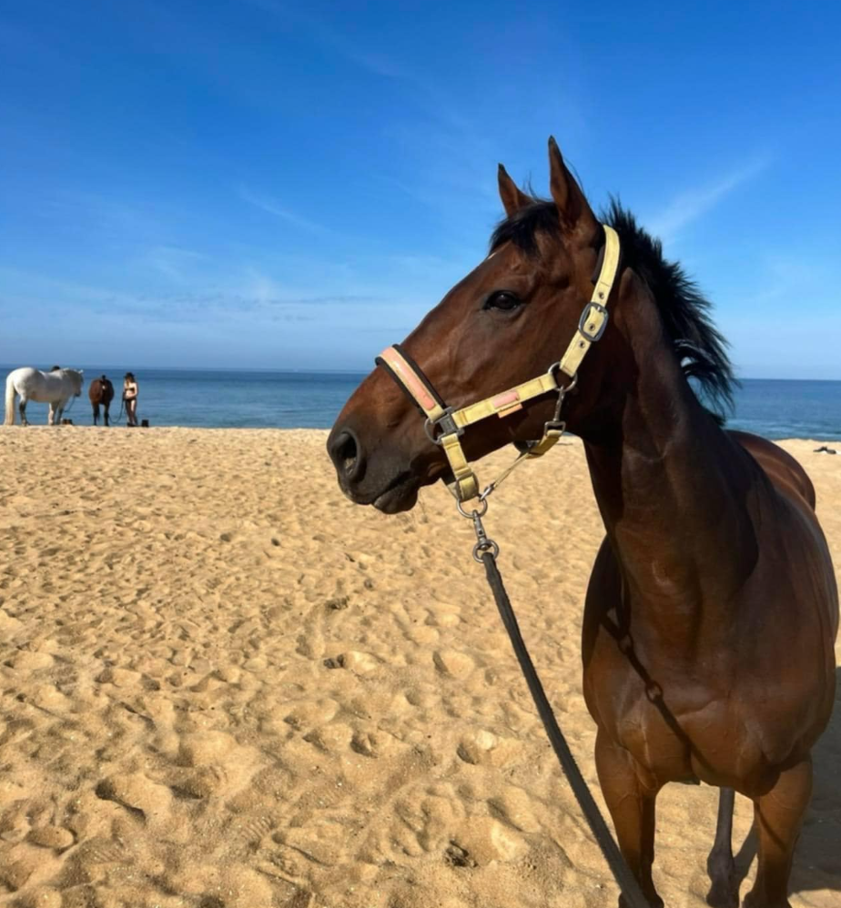 King of Vandals, May 2025 Horse of the Month
