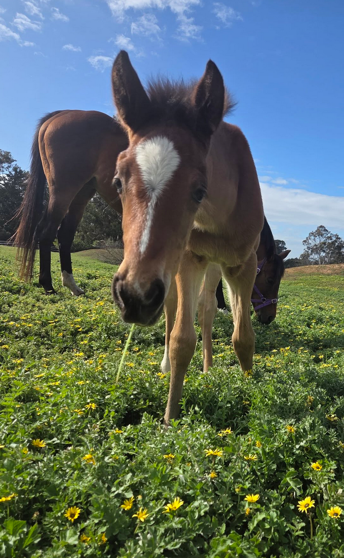 Foal at Middle