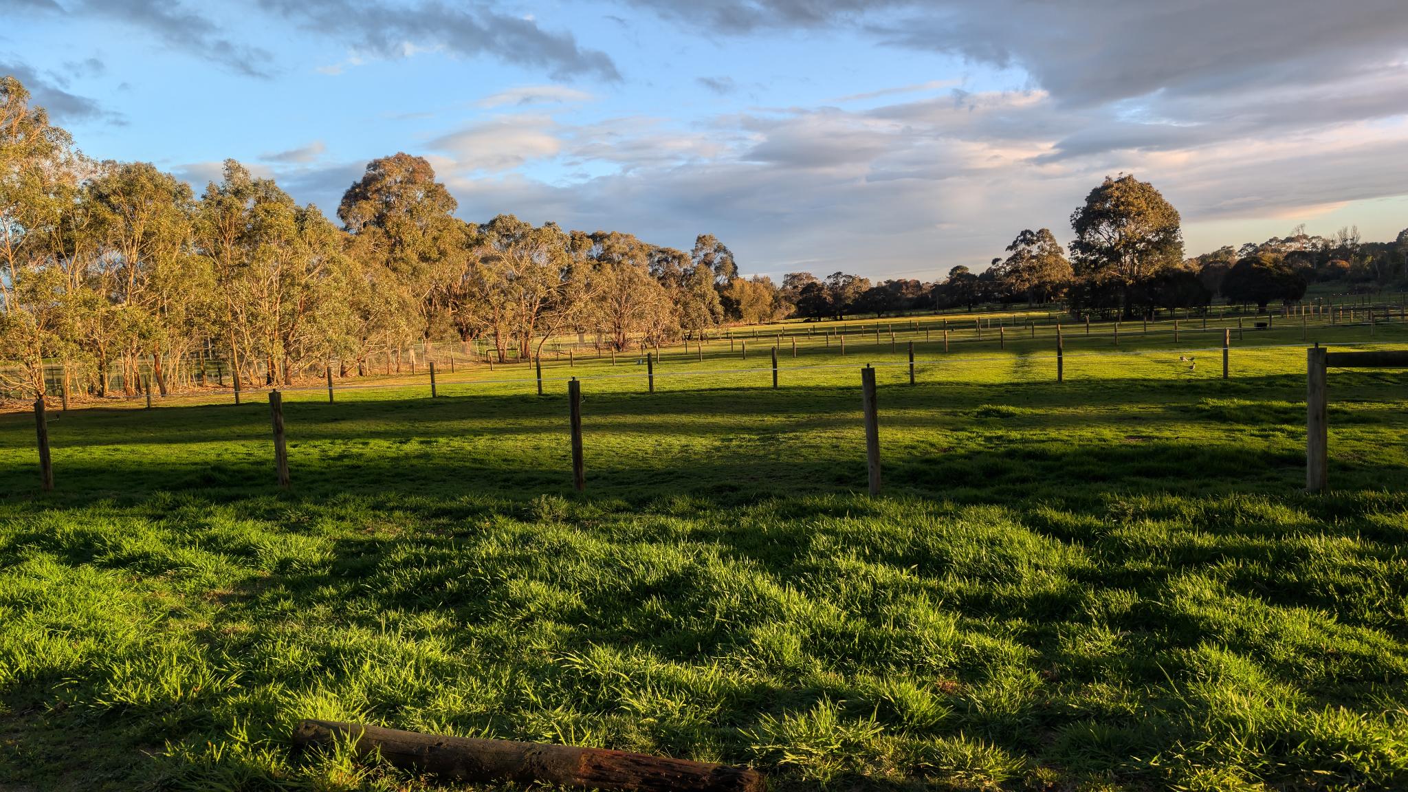 Green Paddocks